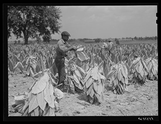 Cutting burley tobacco and putting it on sticks to wilt before taking it into curing and drying barn. Russell Spear's farm, near Lexington, Kentucky