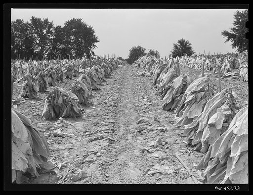 Burley tobacco is placed on sticks to wilt after cutting before it is taken into barn for drying and curing. Russell Spear's farm near Lexington, Kentucky