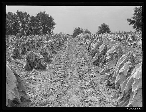 Untitled photo, possibly related to: Burley tobacco is placed on sticks to wilt after cutting before it is taken into barn for drying and curing. Russell Spear's farm near Lexington, Kentucky