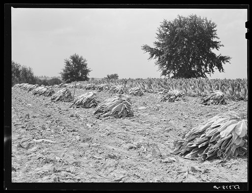 Untitled photo, possibly related to: Burley tobacco is placed on sticks to wilt after cutting before it is taken into barn for drying and curing. Russell Spear's farm near Lexington, Kentucky