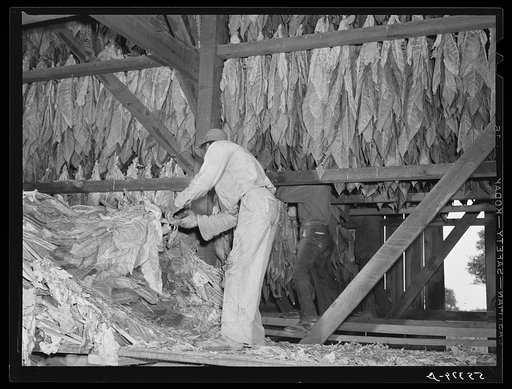 Hanging burley tobacco in the barn to dry and cure. On Russell Spear's farm near Lexington, Kentucky