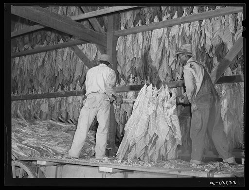 Hanging burley tobacco in the barn to dry and cure. On Russell Spear's farm near Lexington, Kentucky