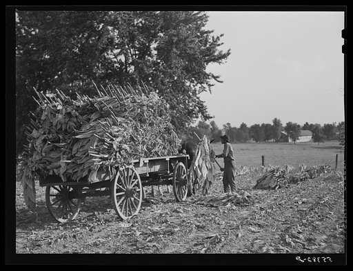Taking burley tobacco in from the fields after it has been cut, to dry and cure in the barn. On Russell Spear's farm near Lexington, Kentucky