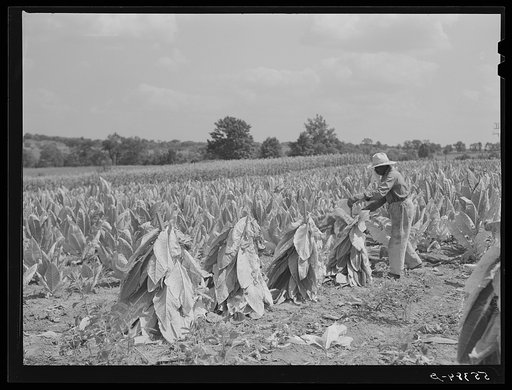 Farmers cutting tobacco and putting it on sticks to wilt before taking it to the barn for drying and curing. In region between Louisville and Lexington, Kentucky
