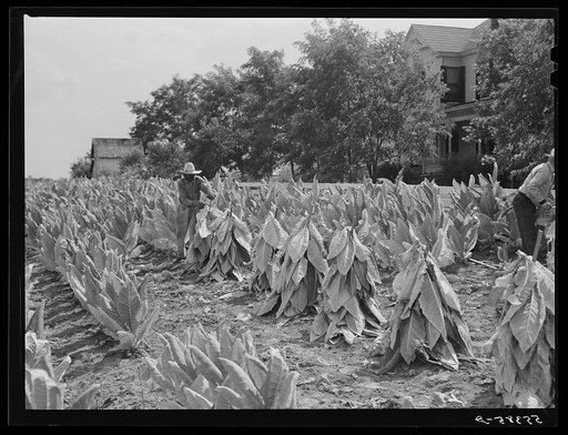 Farmers cutting tobacco and putting it on sticks to wilt before taking it to barn for drying and curing. In region between Louisville & Lexington, Kentucky
