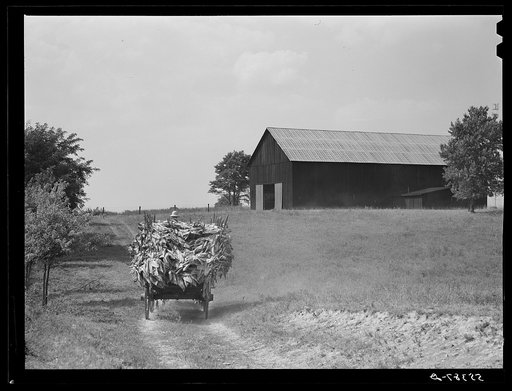 Taking burley tobacco in from the fields after it has been cut to dry and cure in the barn. On Russell Spear's farm near Lexington, Kentucky
