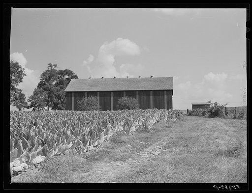 Tobacco ripening in the field by curing barn on Russell Spear's farm near Lexington, Kentucky