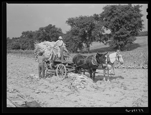 Taking burley tobacco in from the fields after it has been cut to dry and cure in the barn. On Russell Spear's farm near Lexington, Kentucky