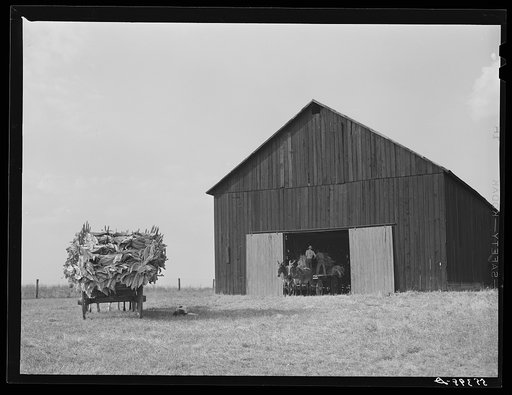 Taking burley tobacco in from the fields after it has been cut to dry and cure in the barn. On Russell Spear's farm near Lexington, Kentucky