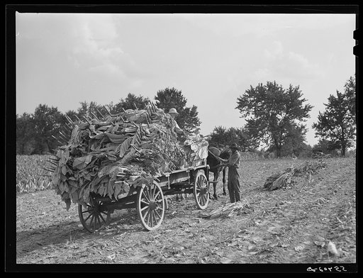 Taking burley tobacco in from the fields after it has been cut to dry and cure in the barn. On Russell Spear's farm near Lexington, Kentucky