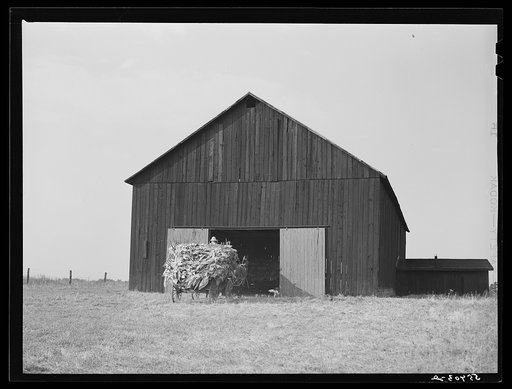 Taking burley tobacco in from the fields after it has been cut to dry and cure in the barn. On Russell Spear's farm near Lexington, Kentucky