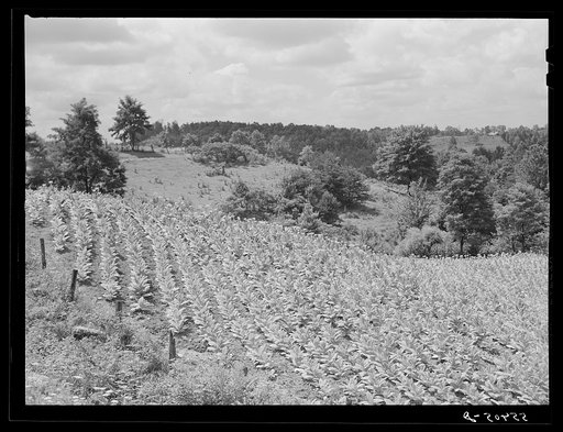 Tobacco stunted by drought near Morehead, Kentucky