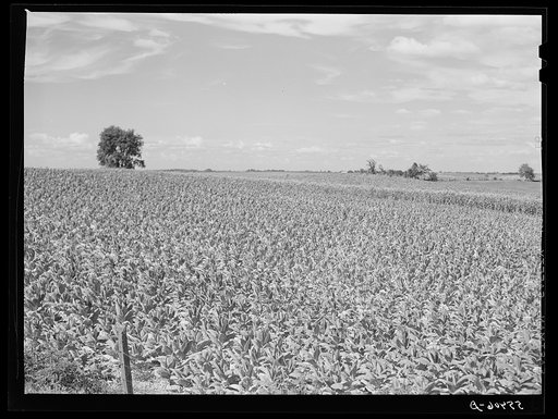 Fields of tobacco with corn in background. South of Louisville, Kentucky