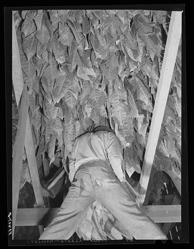 Hanging burley tobacco in the barn to dry and cure. On Russell Spear's farm near Lexington, Kentucky