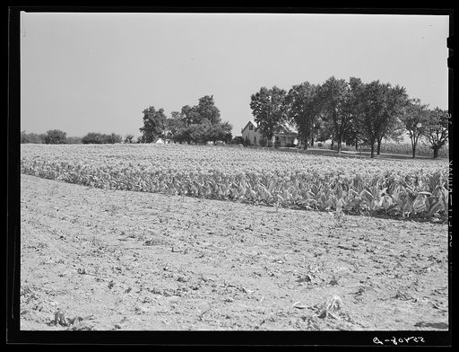 Untitled photo, possibly related to: Tobacco before it has been "topped" of its blossoms. In field on farm near Lexington, Kentucky 