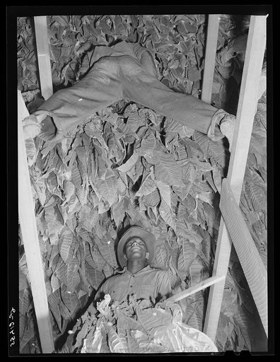 Hanging burley tobacco in the barn to dry and cure. On Russell Spear's farm near Lexington, Kentucky