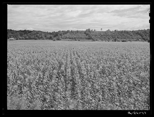 Cornfield with tobacco barn in background on Russell Spear's farm near Lexington, Kentucky