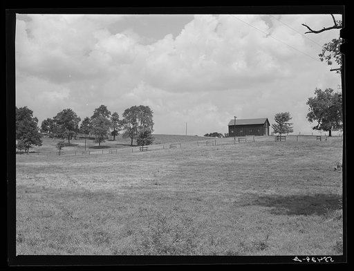 Cornfield along highway between Louisville and Bardstown, Kentucky