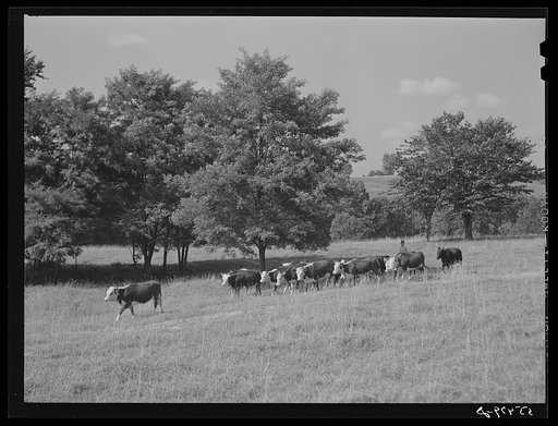 Cattle on Russell Spear's farm near Lexington, Kentucky
