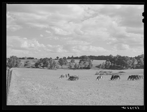 Cows on the dairy farm in Jefferson County, Kentucky