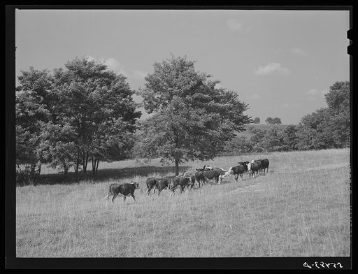 Hereford cattle on Russell Spear's farm near Lexington, Kentucky