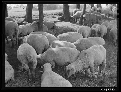 Sheep grazing on farm of Russell Spears near Lexington, Kentucky