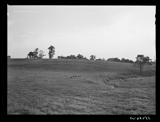 Sheep in meadow near Louisville, Kentucky