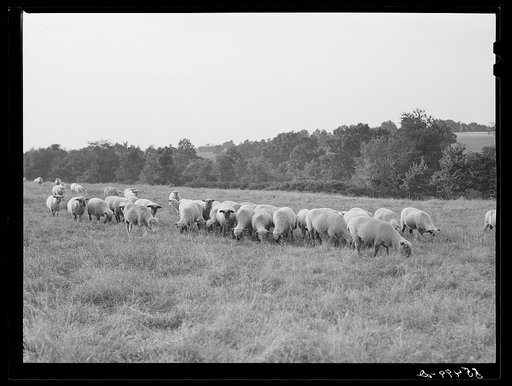 Sheep on Russell Spear's farm near Lexington, Kentucky