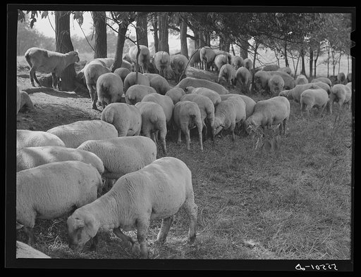 Sheep grazing on farm of Russell Spears near Lexington, Kentucky