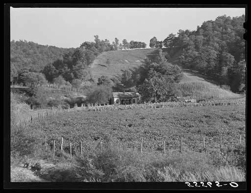 Tobacco, corn and soy beans planted near farm home up Frozen Creek. Near Jackson, Breathitt County, Kentucky