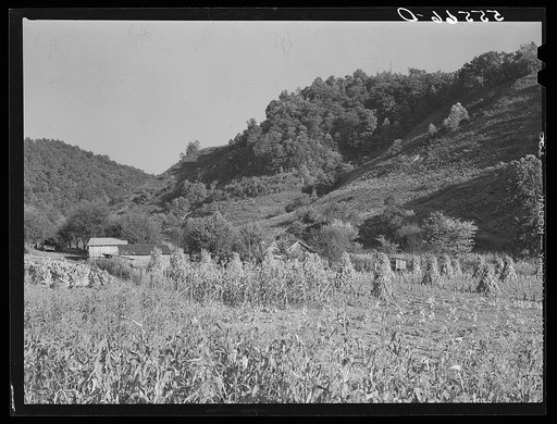 Corn shocks on mountain farm up Frozen Creek, near Jackson, Breathitt County, Kentucky