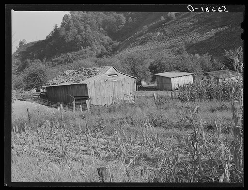 Corn shocks drying on the roof of the barn for fodder. Up Frozen Creek, near Jackson, Breathitt County, Kentucky