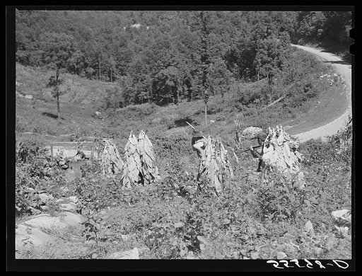 Mountaineers carrying sticks of cut tobacco down steep hillside to truck on road. Perry County, Kentucky