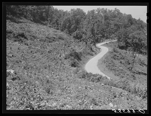 Tobacco ripening and ready for cutting on steep hillside in mountain section. Perry County, Kentucky