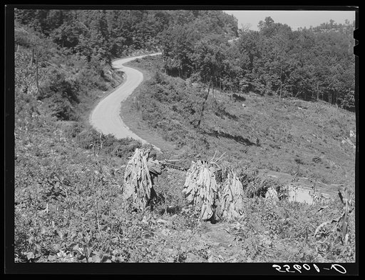 Mountaineers carrying sticks of cut tobacco down steep hillside to truck on road. Perry County, Kentucky