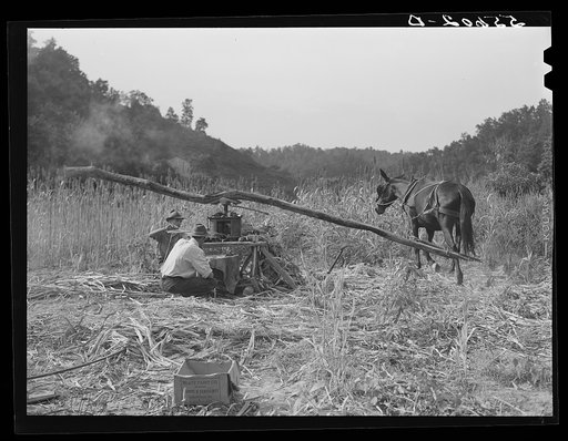 Ginning the sorghum cane to make syrup. On the road between Jackson and Campton, Kentucky