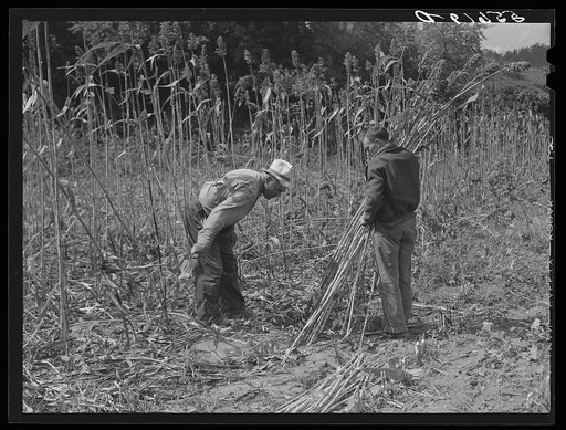 Cutting the sorghum cane to make syrup. At a mountaineer's home on the road between Jackson and Campton, Kentucky