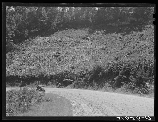 Tobacco ripening and ready for cutting on steep hillside in mountain section. Perry County, Kentucky