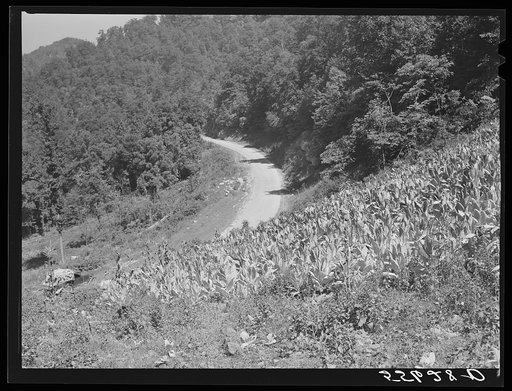 Tobacco ripening and ready for cutting on steep hillside in mountain section. Perry County, Kentucky