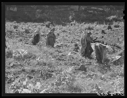 Mountaineers carrying sticks of cut tobacco down steep hillside to truck on road. Perry County, Kentucky