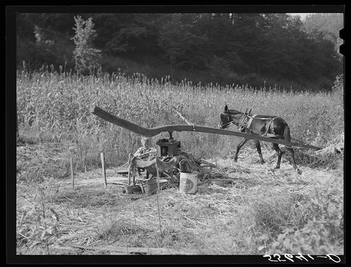 Ginning the sorghum cane while making syrup at a mountaineer's home in Breathitt County, Kentucky