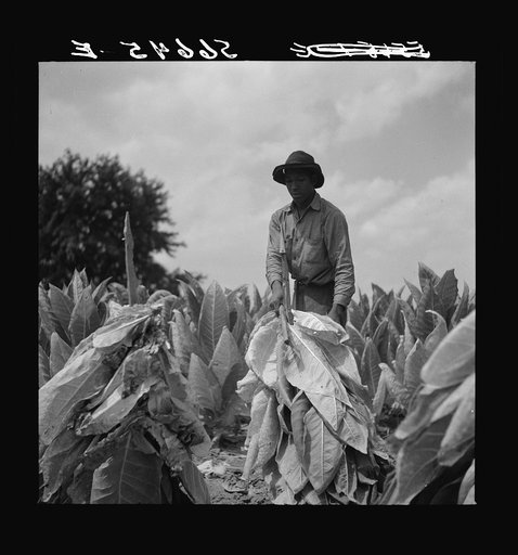 Cutting burley tobacco and putting it on sticks to wilt before taking it into curling and drying barn. Russell Spears' farm near Lexington, Kentucky