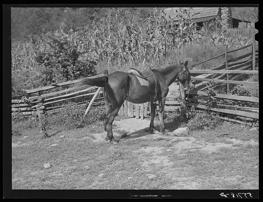 Horse tied at gate of mountain farmyard. Breathitt County, Kentucky