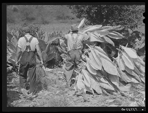 Mountaineers near Jackson, Kentucky cutting their tobacco
