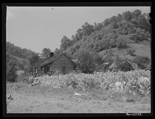 Mountaineer's cabin with tobacco patch up Morris Fork of the Kentucky River, near Jackson, Breathitt County, Kentucky