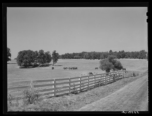 Walnut Hall, horse breeding farm in Bluegrass region near Lexington, Kentucky
