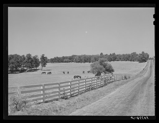 Walnut Hall, horse breeding farm in bluegrass region near Lexington, Kentucky