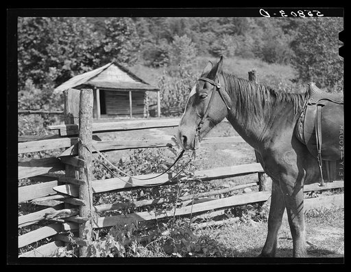 Horse hitched to rail fence outside of school. Up South Fork of the Kentucky River, Kentucky