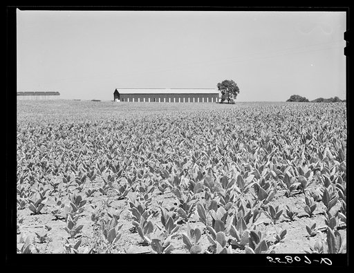 Burley tobacco, unusually small and poor crop because of drought. Tobacco farm near Lexington, Kentucky
