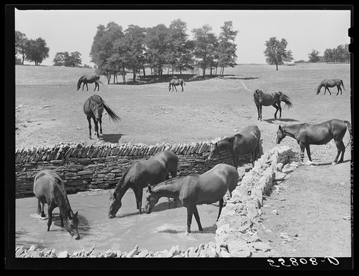 Walnut Hall, horse breeding farm in bluegrass region near Lexington, Kentucky